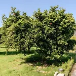 Апартаменты Ruralholidays Калимера
